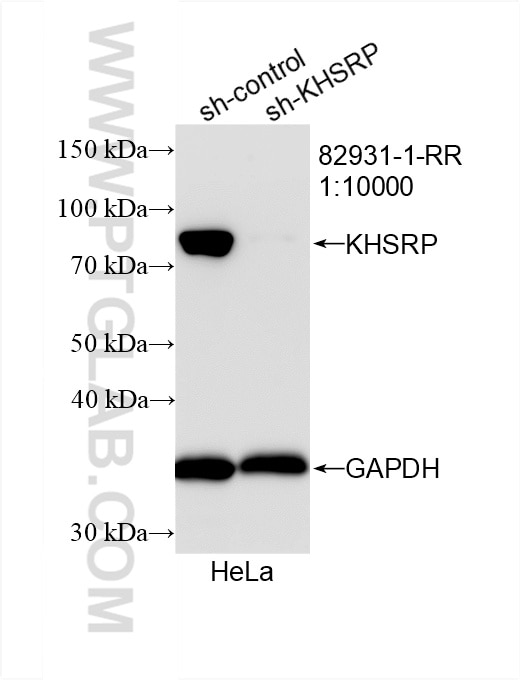 Western Blot (WB) analysis of HeLa cells using KHSRP Recombinant antibody (82931-1-RR)