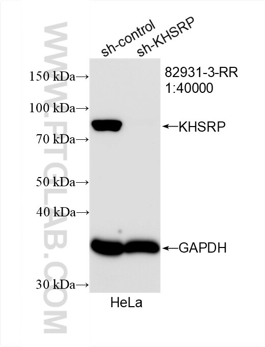 Western Blot (WB) analysis of HeLa cells using KHSRP Recombinant antibody (82931-3-RR)