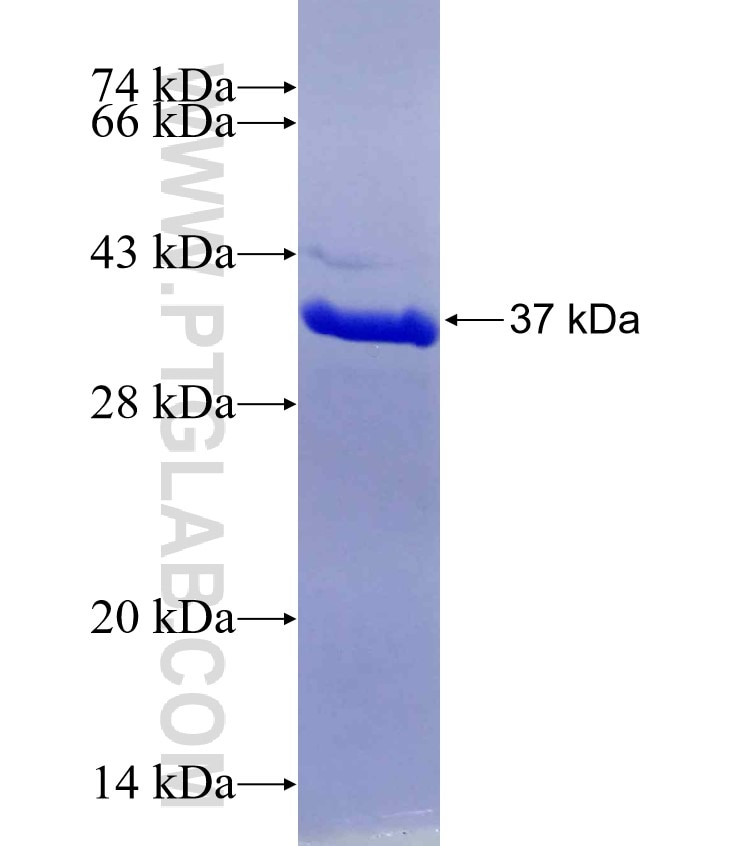 KI67 fusion protein Ag26266 SDS-PAGE