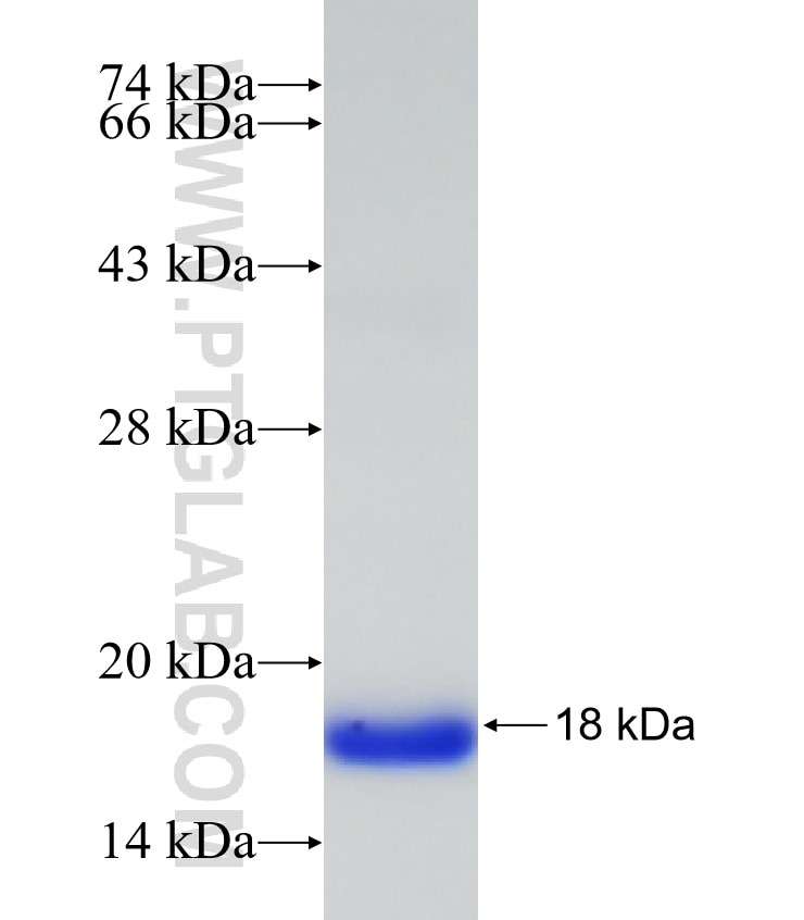 KI67 fusion protein Ag26283 SDS-PAGE