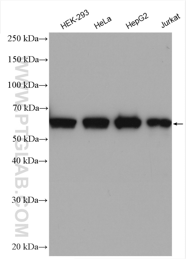 Western Blot (WB) analysis of various lysates using PUF-A,KIAA0020 Polyclonal antibody (25491-1-AP)