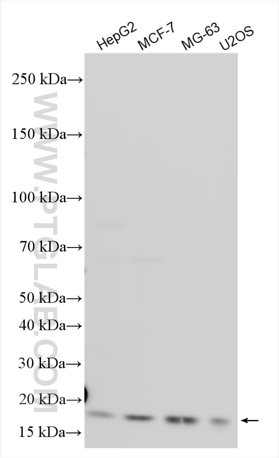 Western Blot (WB) analysis of various lysates using PAF15 Polyclonal antibody (20537-1-AP)