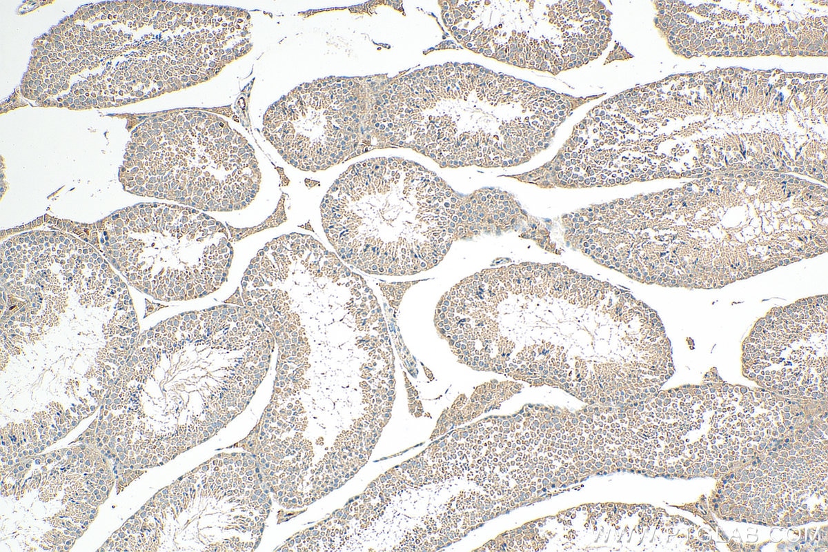 Immunohistochemistry (IHC) staining of mouse testis tissue using KIAA0182 Polyclonal antibody (24947-1-AP)