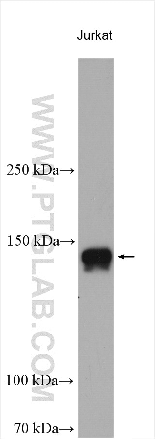 Western Blot (WB) analysis of various lysates using KIAA0182 Polyclonal antibody (24947-1-AP)