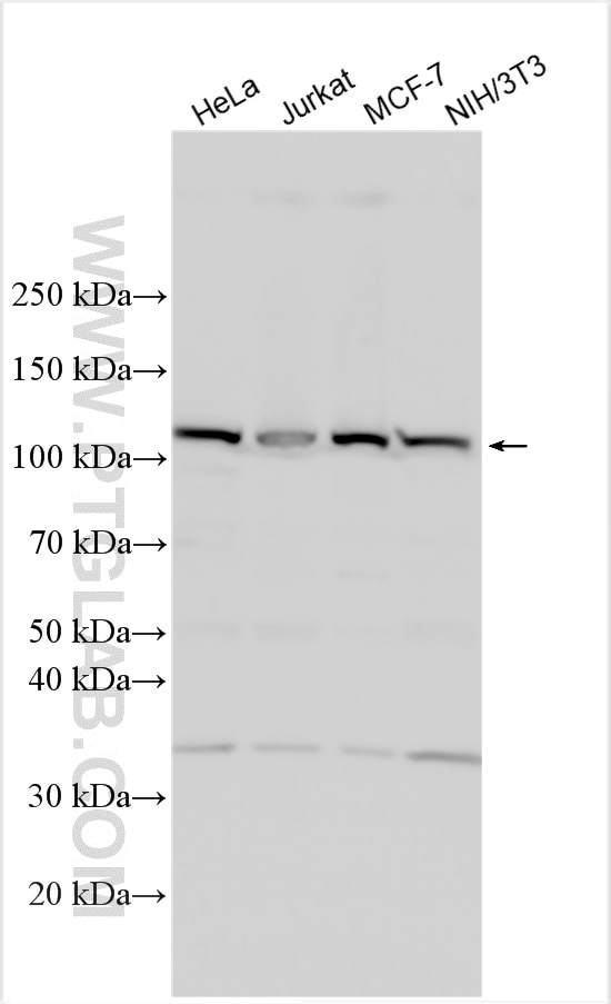 Western Blot (WB) analysis of various lysates using KIAA0196 Polyclonal antibody (32028-1-AP)