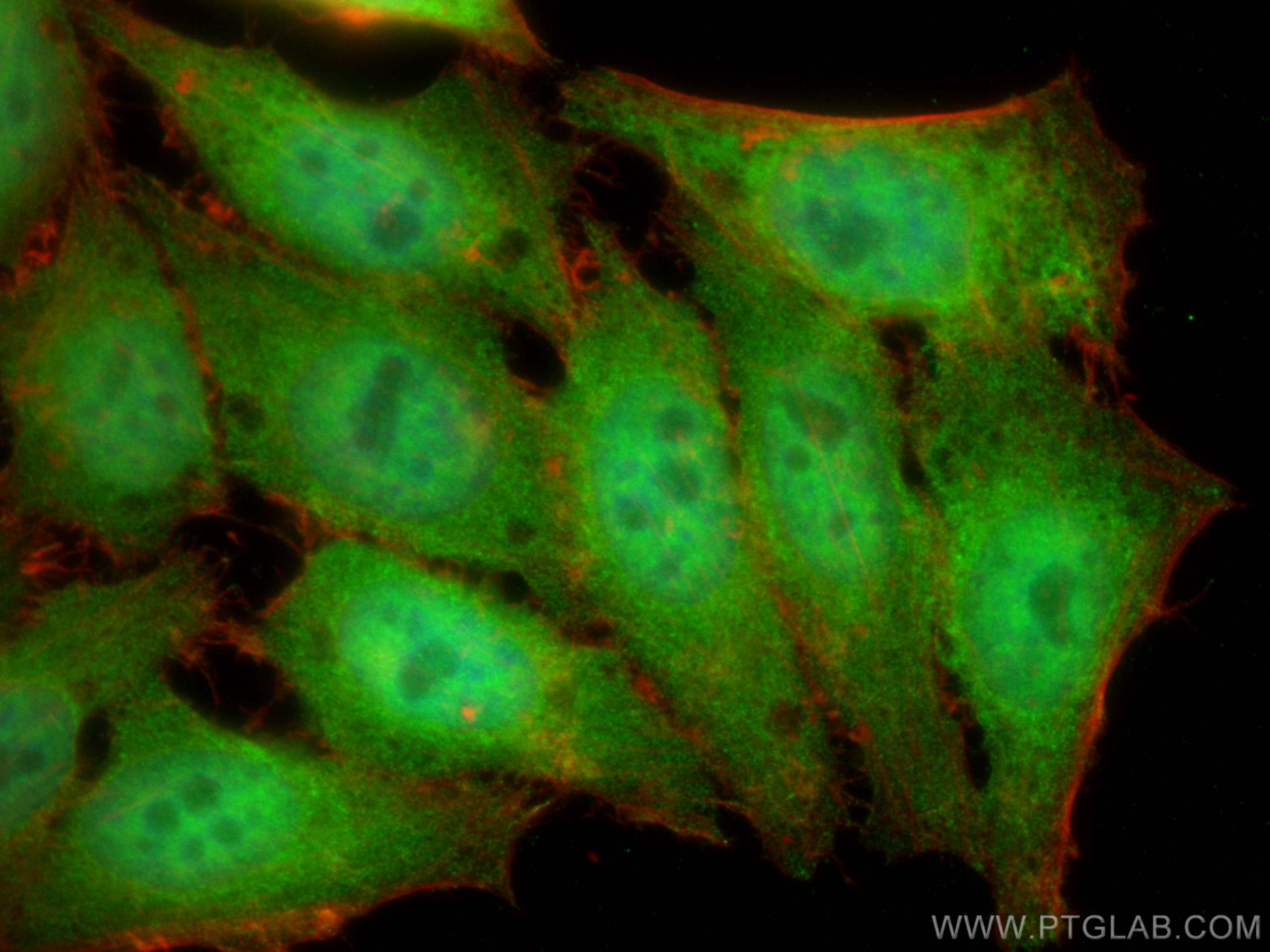Immunofluorescence (IF) / fluorescent staining of HepG2 cells using Rubicon Polyclonal antibody (21444-1-AP)