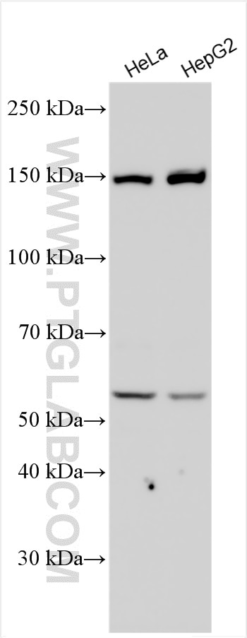 Western Blot (WB) analysis of various lysates using Rubicon Polyclonal antibody (21444-1-AP)