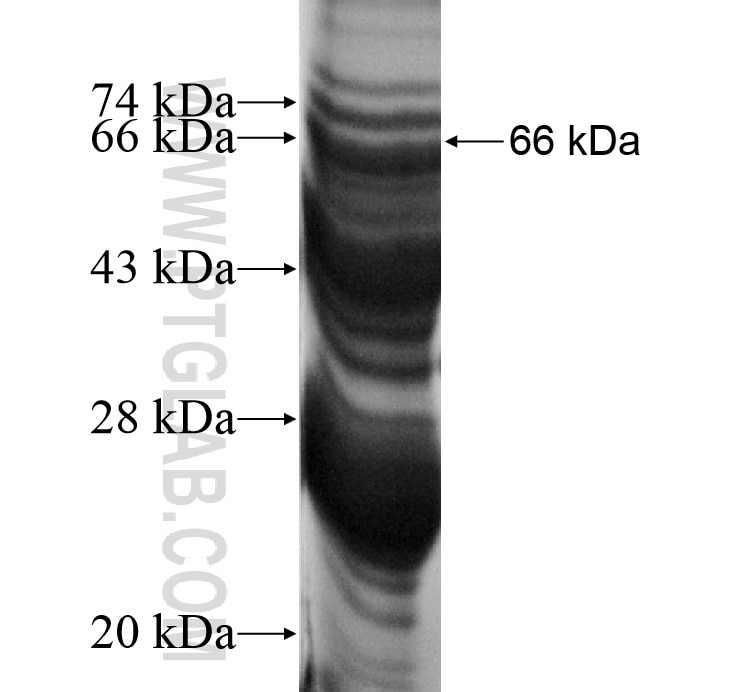 KIAA0226 fusion protein Ag13713 SDS-PAGE