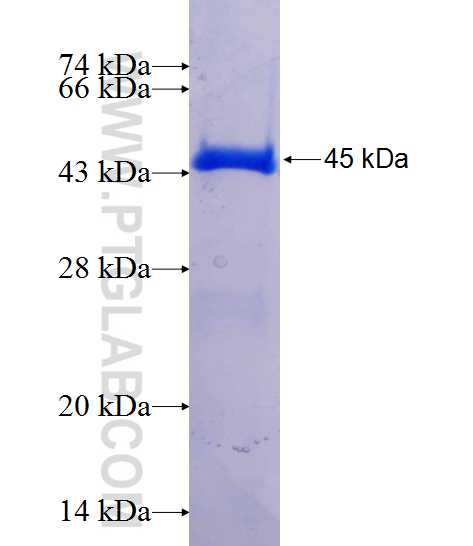 KIAA0226 fusion protein Ag13715 SDS-PAGE