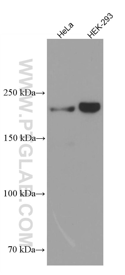 Western Blot (WB) analysis of various lysates using KIAA0284 Monoclonal antibody (66749-1-Ig)