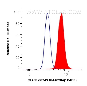 Flow cytometry (FC) experiment of HeLa cells using CoraLite® Plus 488-conjugated KIAA0284 Monoclonal  (CL488-66749)