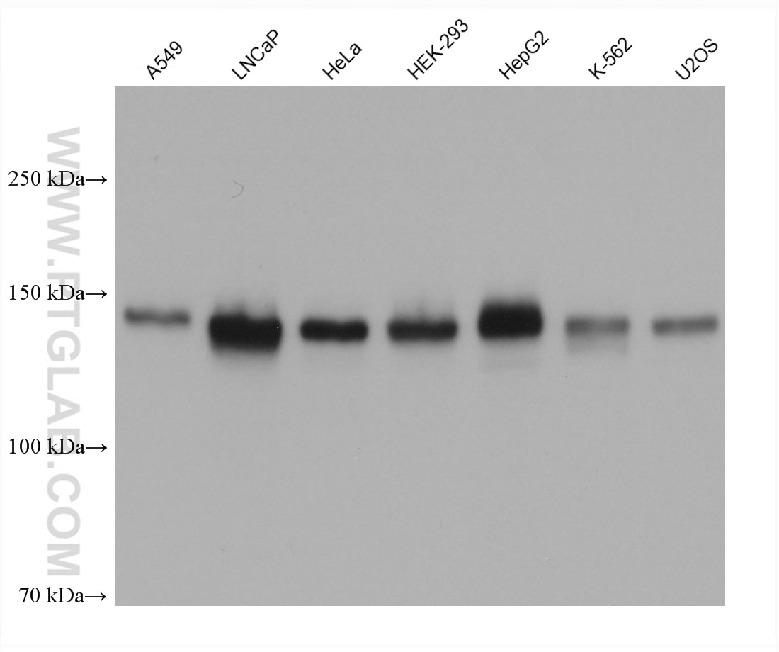 Western Blot (WB) analysis of various lysates using KIAA0319L Monoclonal antibody (68717-1-Ig)