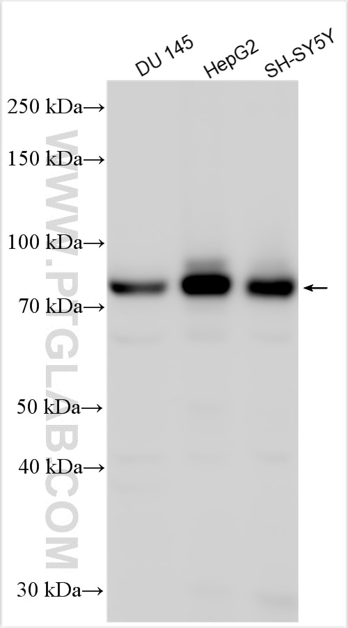 Western Blot (WB) analysis of various lysates using KIAA0323 Polyclonal antibody (31461-1-AP)