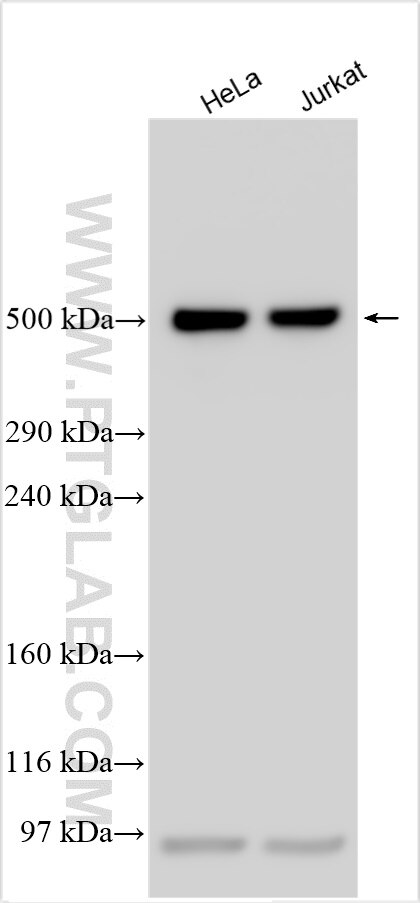 Western Blot (WB) analysis of various lysates using DYNC1H1 Polyclonal antibody (12345-1-AP)