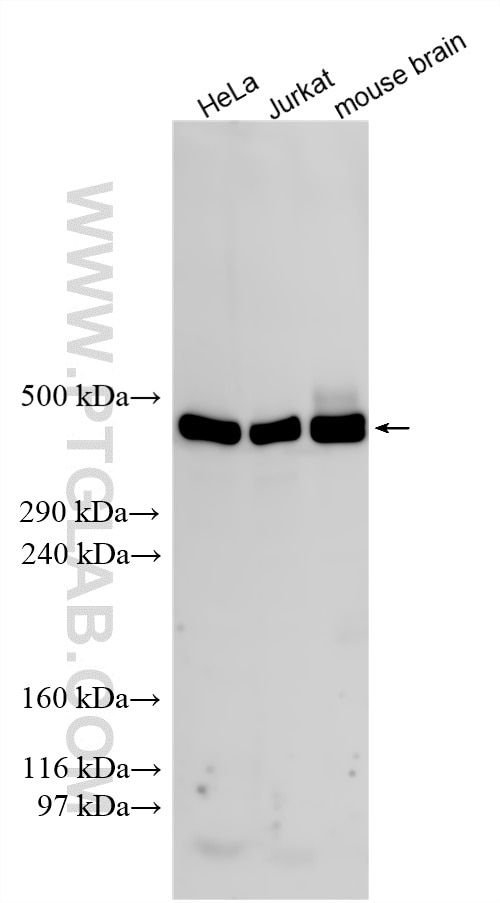 Western Blot (WB) analysis of various lysates using DYNC1H1 Polyclonal antibody (12345-1-AP)