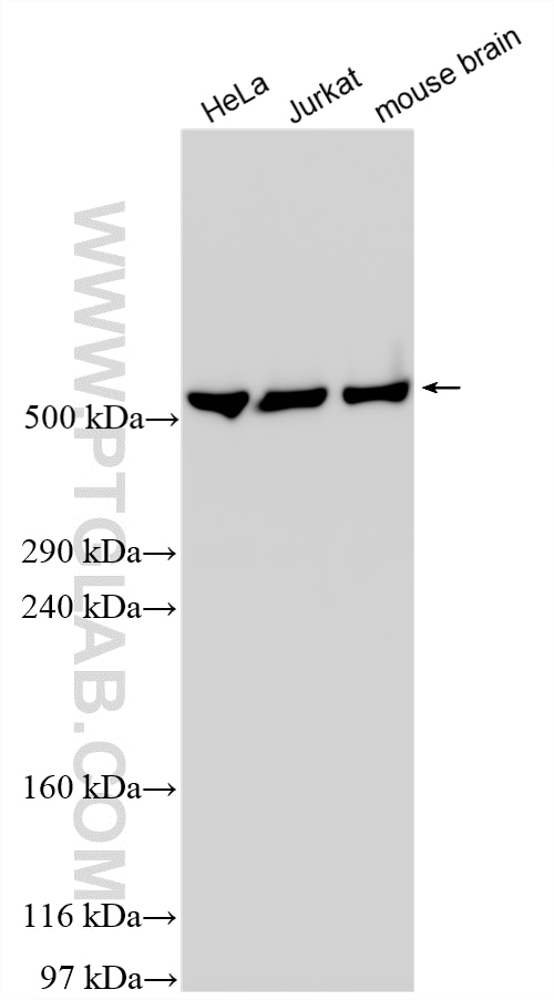 WB analysis using 12345-1-AP (same clone as 12345-1-PBS) Western Blot (WB) analysis of various lysates using DYNC1H1 Polyclonal antibody (12345-1-AP)