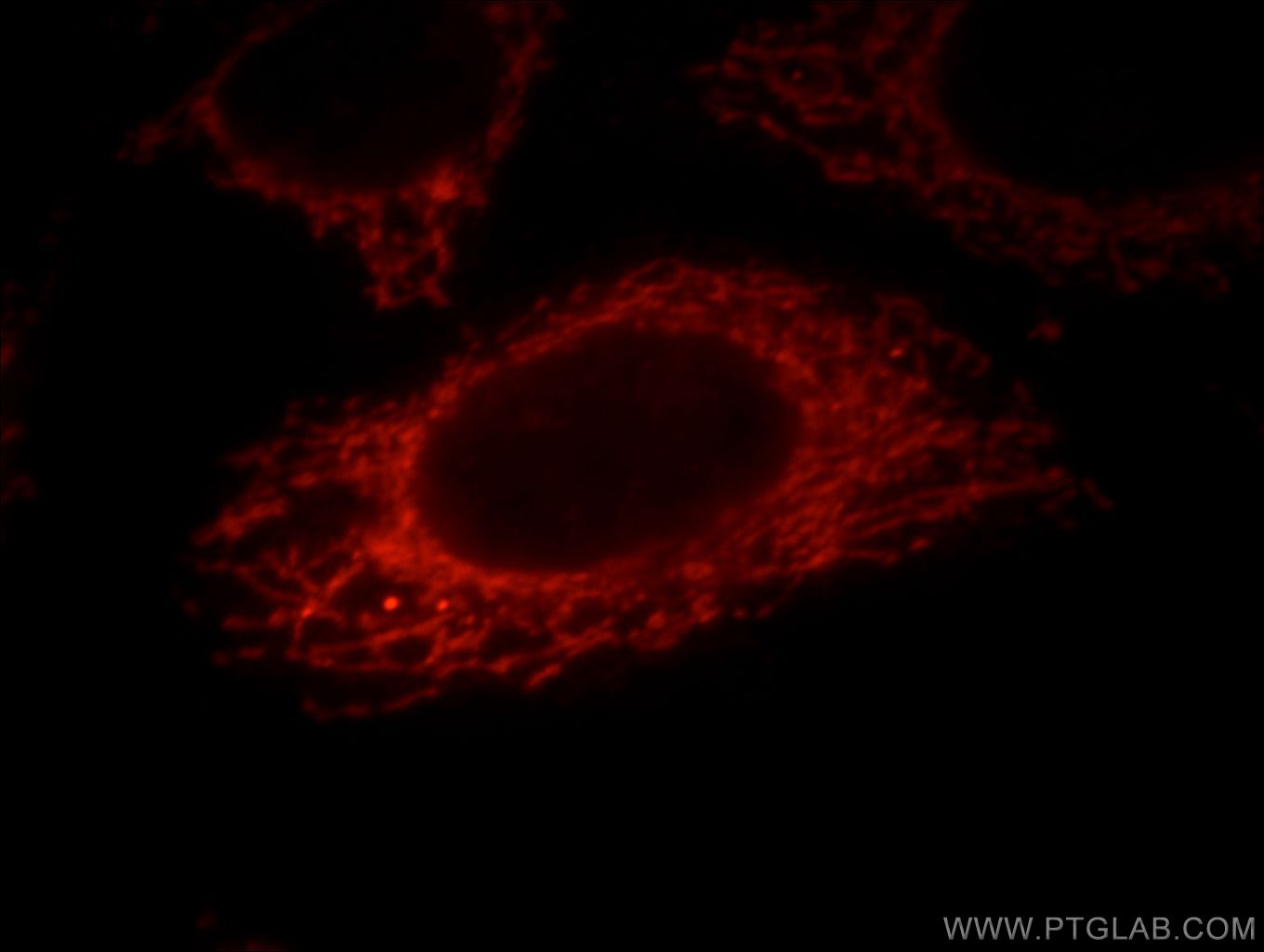 Immunofluorescence (IF) / fluorescent staining of HepG2 cells using MRPP3 Polyclonal antibody (20959-1-AP)