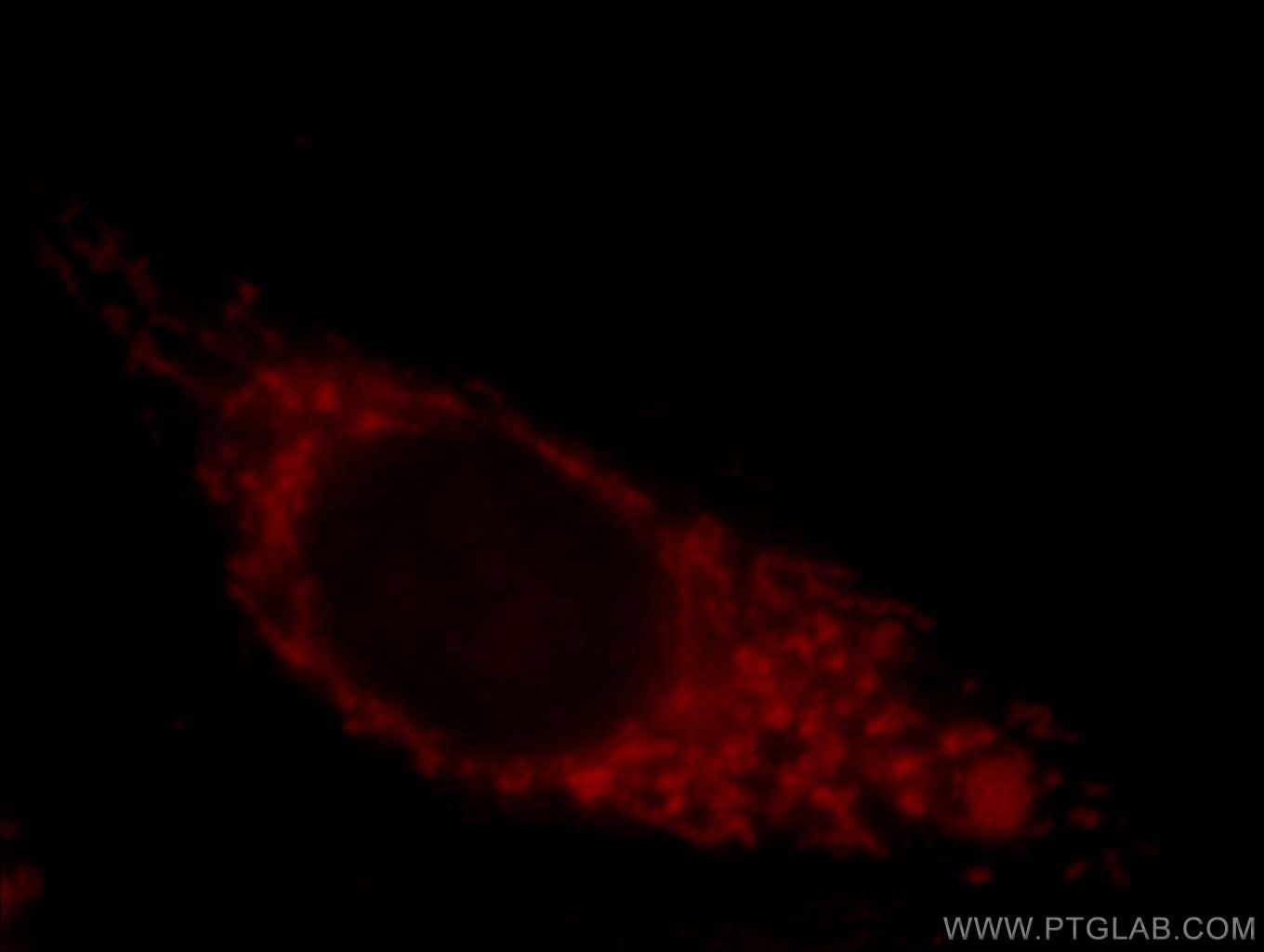 Immunofluorescence (IF) / fluorescent staining of HepG2 cells using MRPP3 Polyclonal antibody (20959-1-AP)