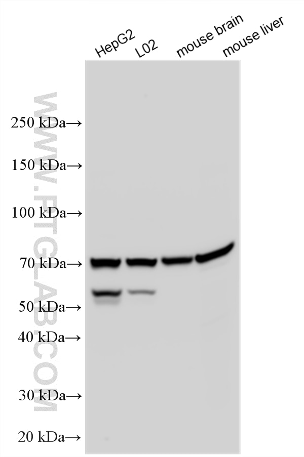 Western Blot (WB) analysis of various lysates using MRPP3 Polyclonal antibody (20959-1-AP)