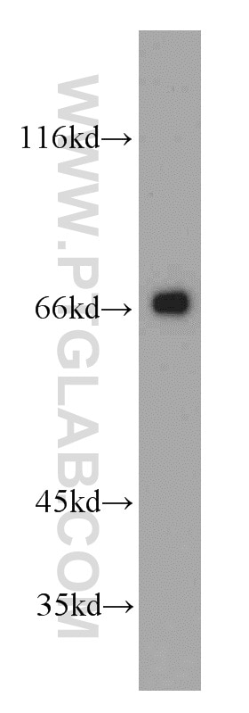 Western Blot (WB) analysis of L02 cells using MRPP3 Polyclonal antibody (20959-1-AP)