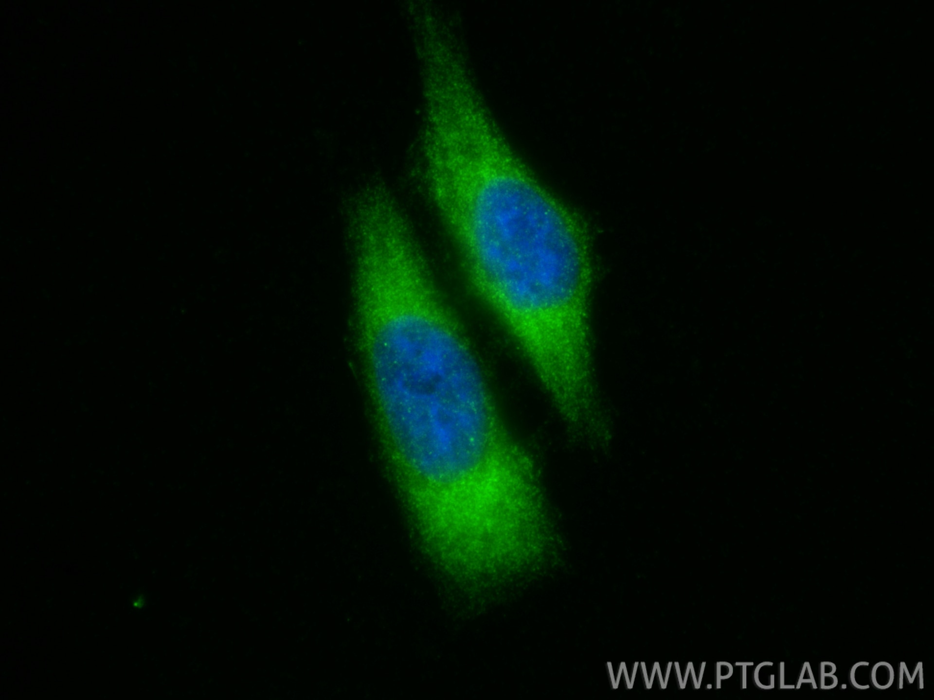 Immunofluorescence (IF) / fluorescent staining of HepG2 cells using KIAA0513 Polyclonal antibody (21478-1-AP)