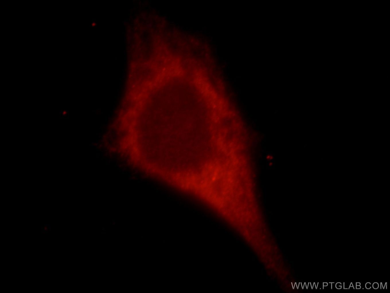 Immunofluorescence (IF) / fluorescent staining of HepG2 cells using KIAA0513 Polyclonal antibody (21478-1-AP)