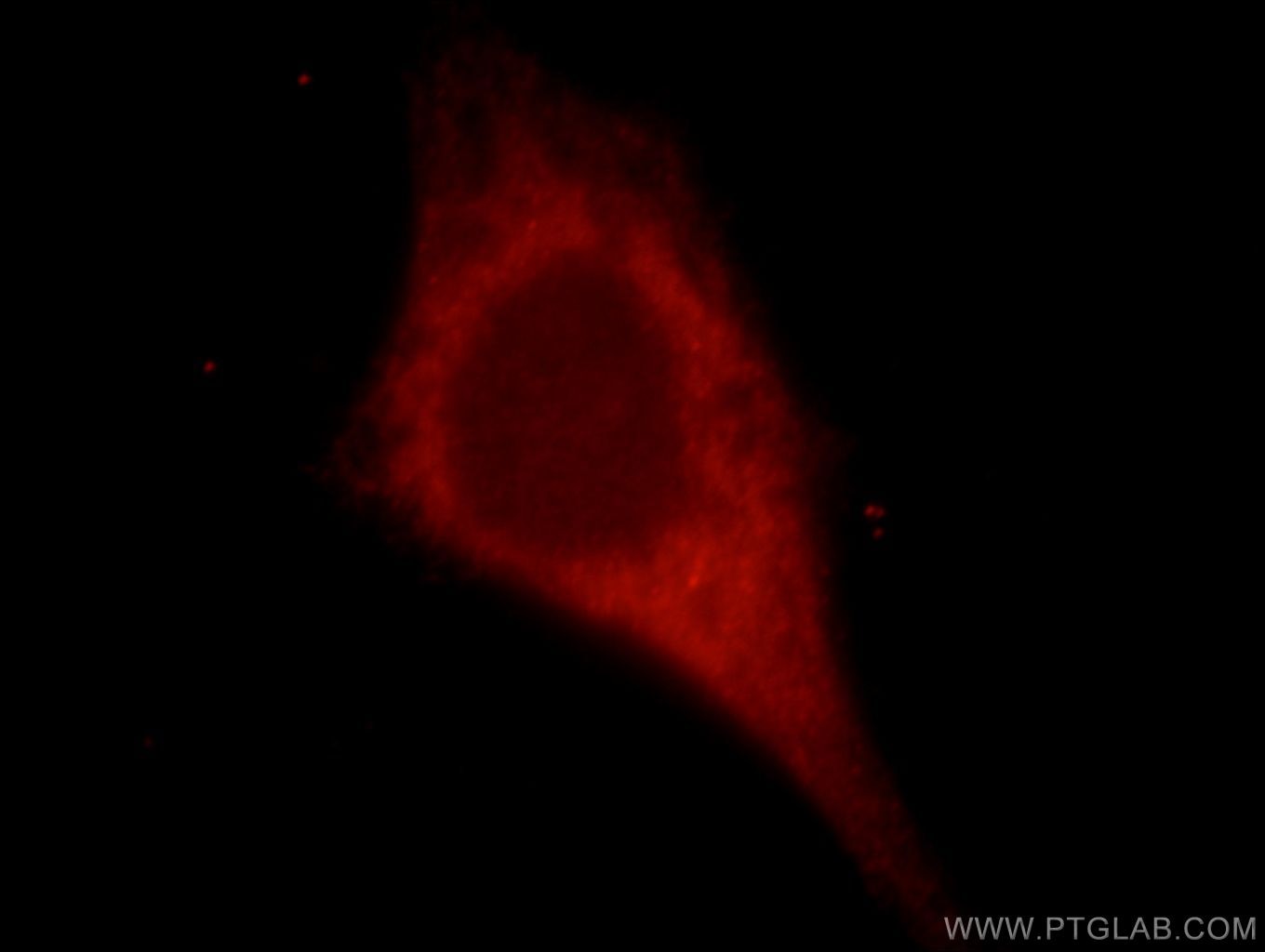 IF Staining of HepG2 using 21478-1-AP