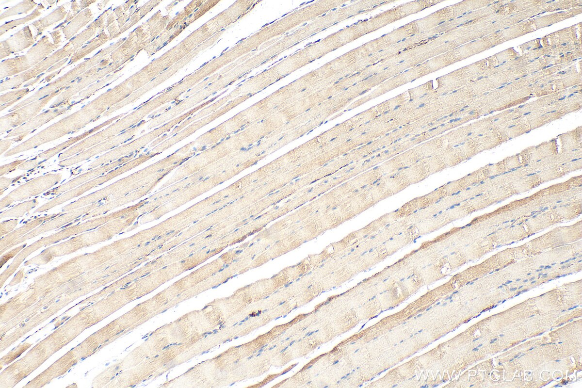 Immunohistochemistry (IHC) staining of rat skeletal muscle tissue using KIAA0513 Polyclonal antibody (21478-1-AP)
