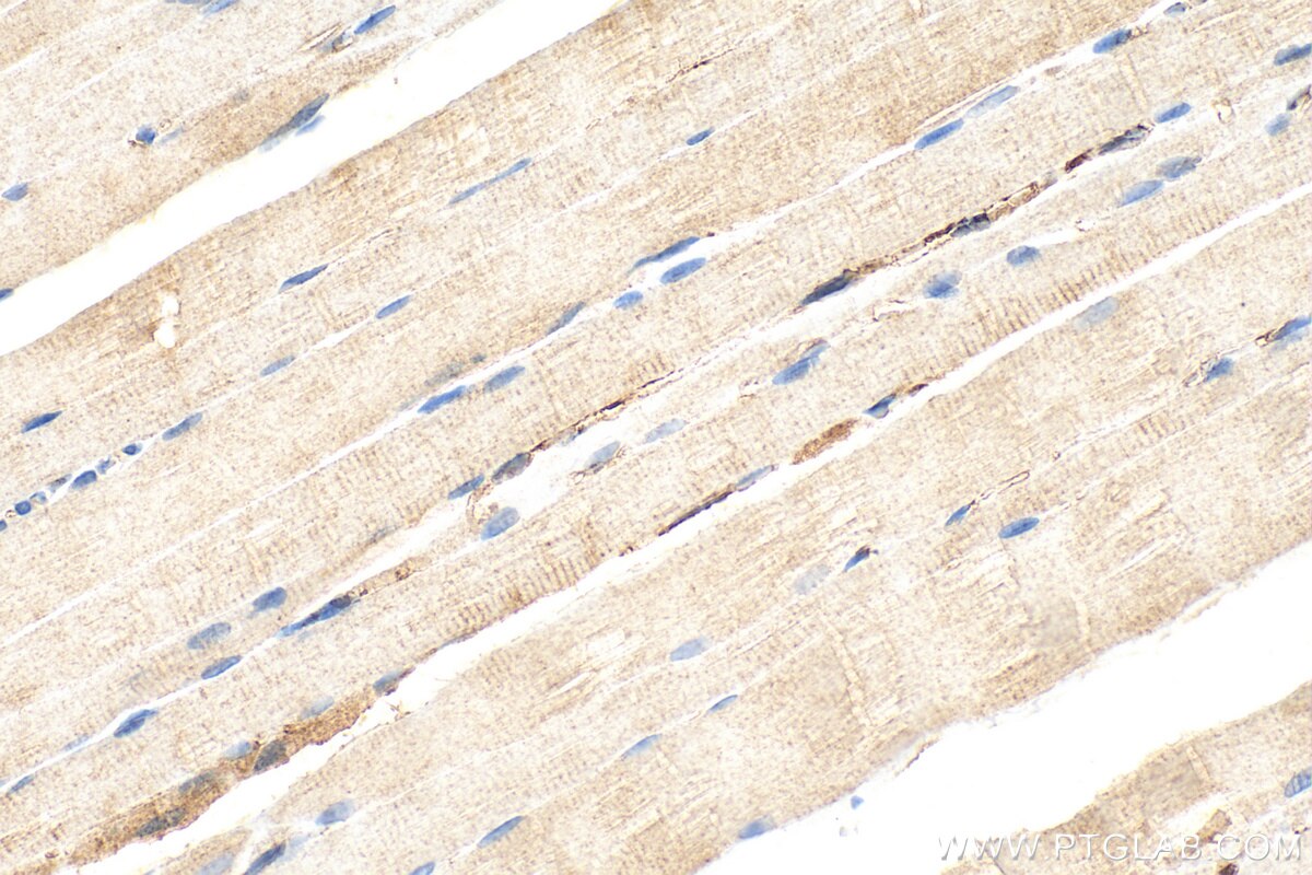 Immunohistochemistry (IHC) staining of rat skeletal muscle tissue using KIAA0513 Polyclonal antibody (21478-1-AP)