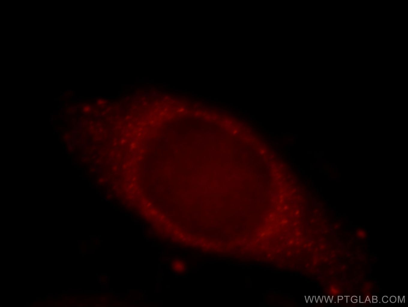 Immunofluorescence (IF) / fluorescent staining of HepG2 cells using KIAA0528 Polyclonal antibody (21138-1-AP)