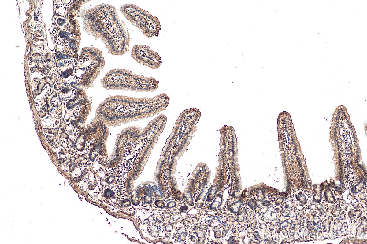 Immunohistochemistry (IHC) staining of mouse small intestine tissue using KIAA0528 Polyclonal antibody (21138-1-AP)