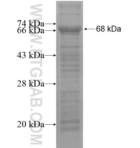 KIAA0528 fusion protein Ag15590 SDS-PAGE
