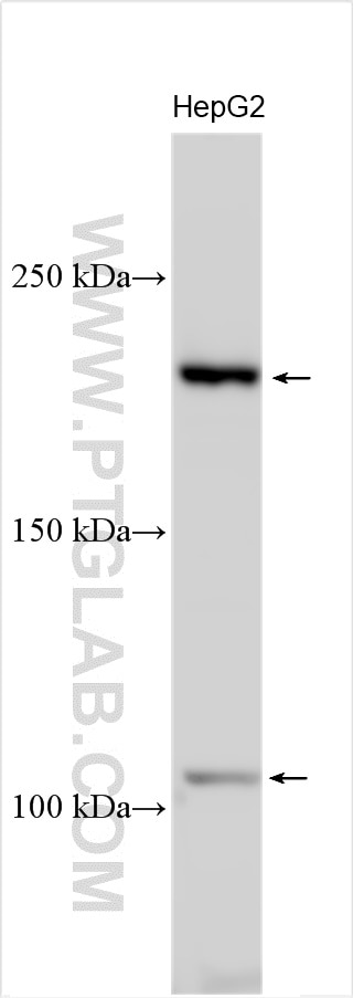 Western Blot (WB) analysis of various lysates using KIAA0564 Polyclonal antibody (31348-1-AP)