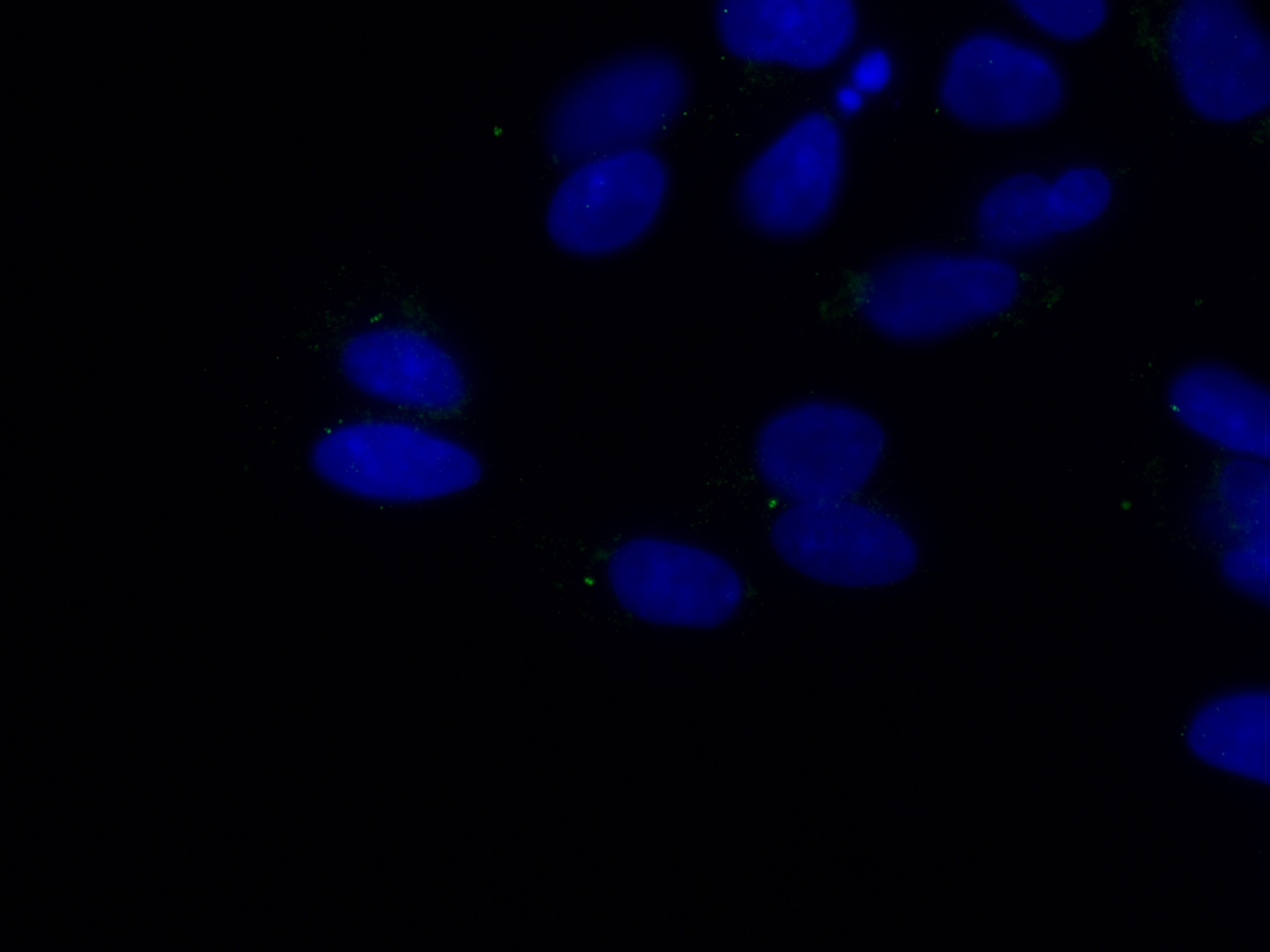 Immunofluorescence (IF) / fluorescent staining of MDCK cells using TALPID3 Polyclonal antibody (24421-1-AP)
