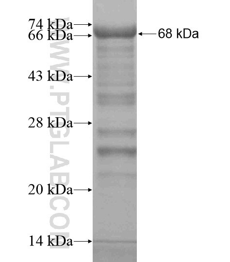 KIAA0586 fusion protein Ag19669 SDS-PAGE