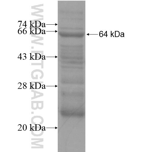 KIAA0644 fusion protein Ag15116 SDS-PAGE
