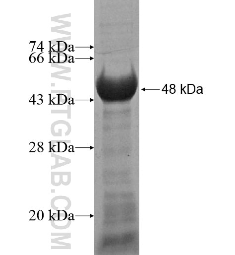 KIAA0644 fusion protein Ag15469 SDS-PAGE