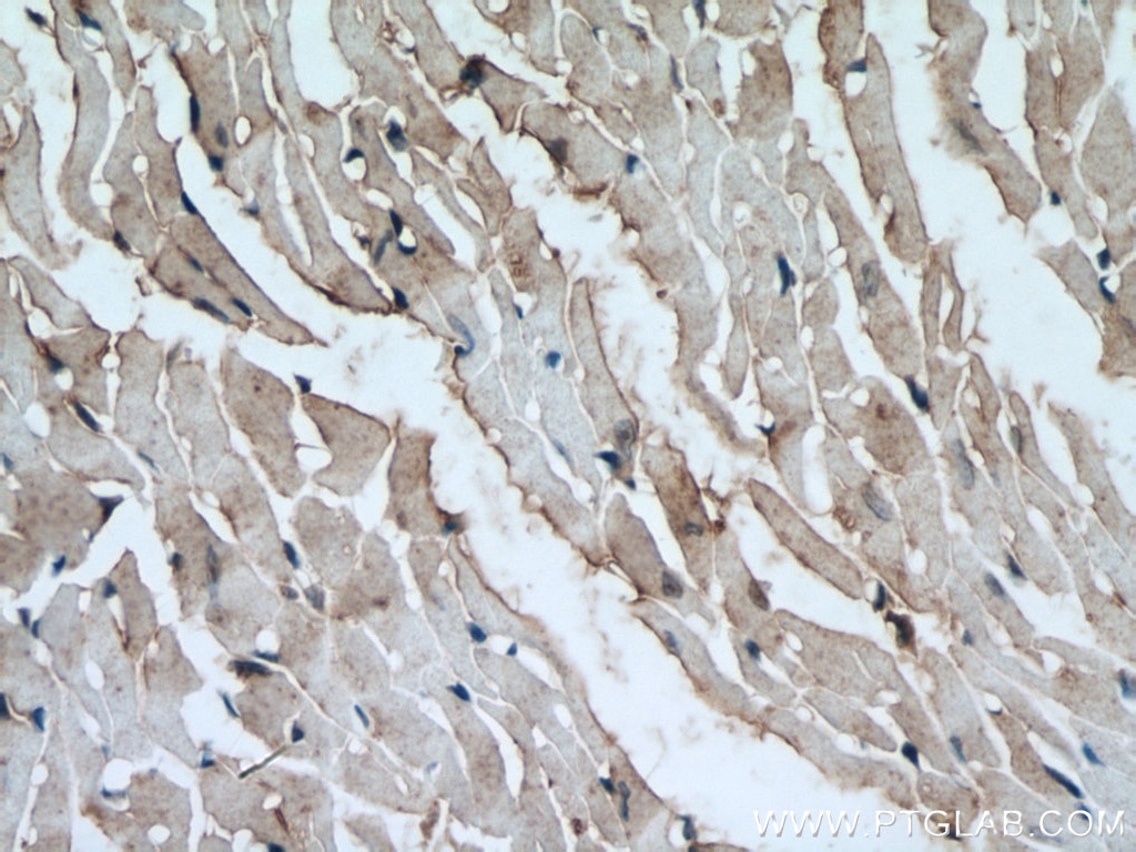 Immunohistochemistry (IHC) staining of mouse heart tissue using ATG13 Polyclonal antibody (18258-1-AP)