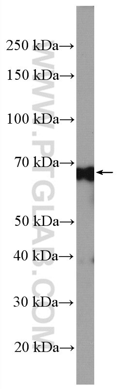 Western Blot (WB) analysis of mouse testis tissue using ATG13 Polyclonal antibody (18258-1-AP)