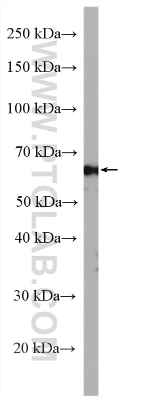 Western Blot (WB) analysis of SH-SY5Y cells using ATG13 Polyclonal antibody (18258-1-AP)