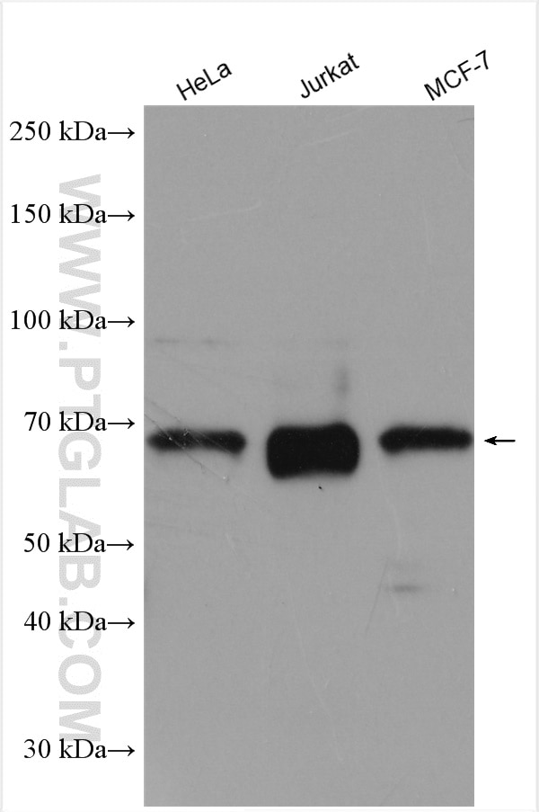 Western Blot (WB) analysis of various lysates using ATG13 Polyclonal antibody (18258-1-AP)