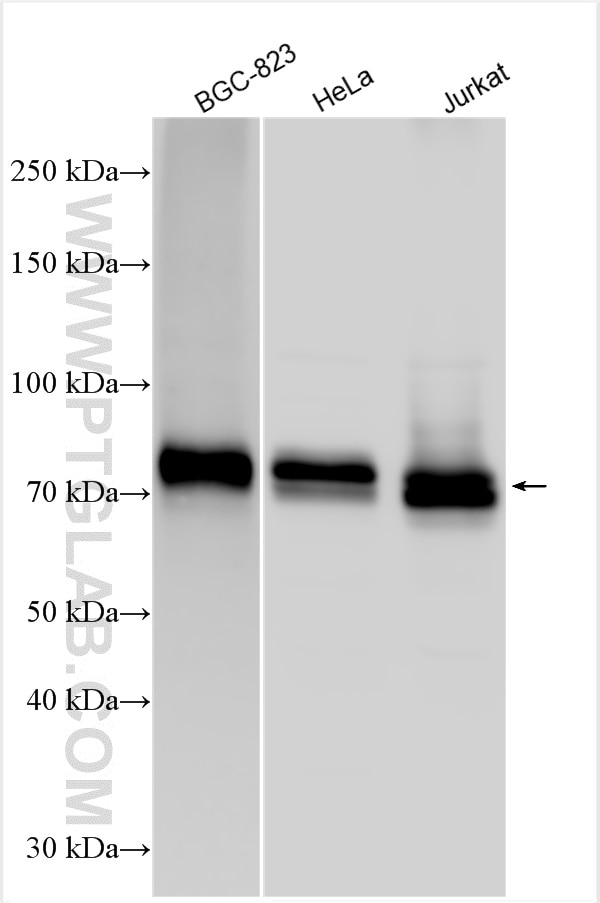 Western Blot (WB) analysis of various lysates using ATG13 Polyclonal antibody (18258-1-AP)