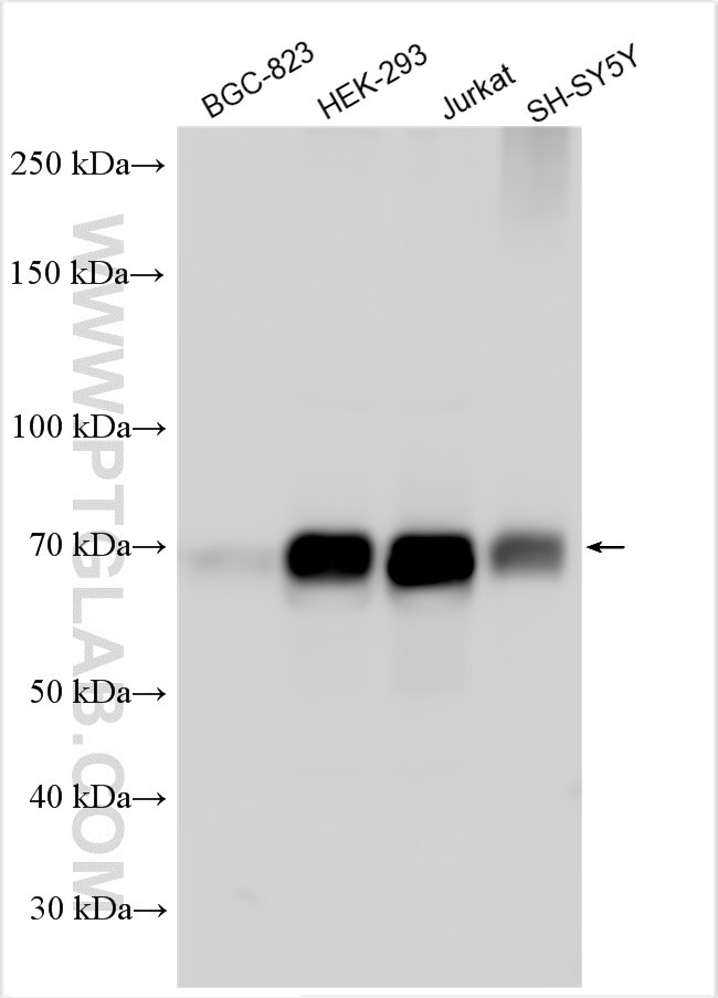 Western Blot (WB) analysis of various lysates using ATG13 Polyclonal antibody (18258-1-AP)