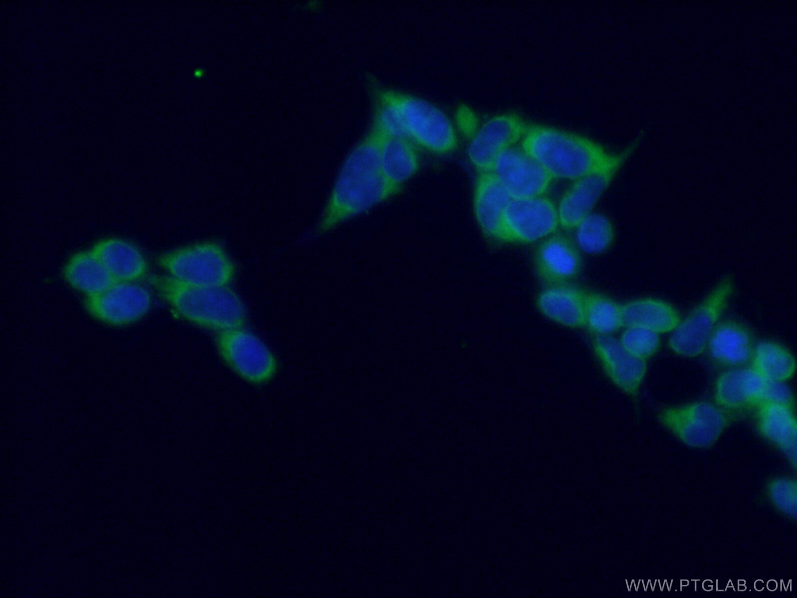 Immunofluorescence (IF) / fluorescent staining of HEK-293 cells using ATG13 Monoclonal antibody (66708-1-Ig)