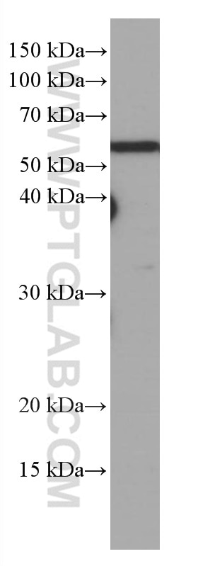 Western Blot (WB) analysis of BGC-823 cells using ATG13 Monoclonal antibody (66708-1-Ig)
