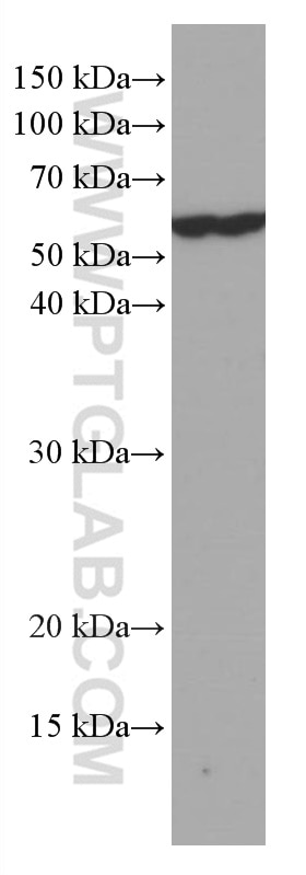 Western Blot (WB) analysis of NIH/3T3 cells using ATG13 Monoclonal antibody (66708-1-Ig)