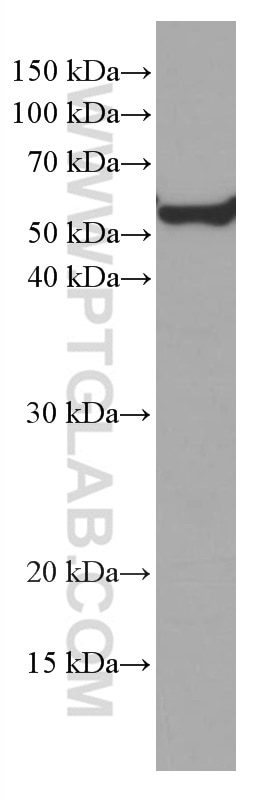 Western Blot (WB) analysis of rat brain tissue using ATG13 Monoclonal antibody (66708-1-Ig)