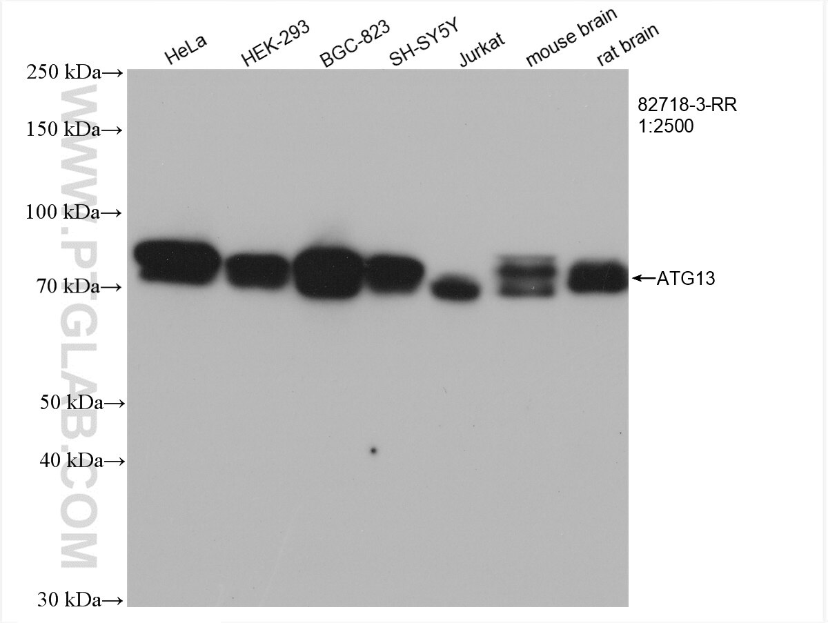 WB analysis using 82718-3-RR