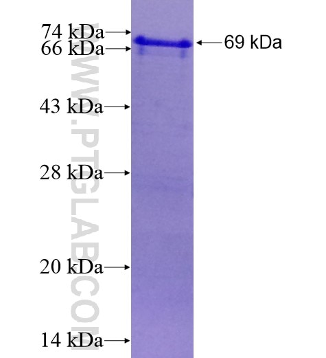 KIAA0652 fusion protein Ag13090 SDS-PAGE