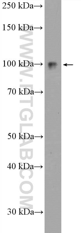 Western Blot (WB) analysis of HEK-293T cells using UFL1 Polyclonal antibody (26087-1-AP)